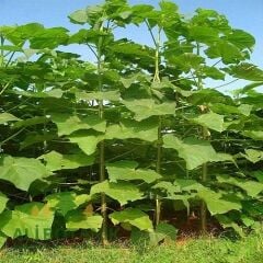 PAVLONYA (Paulownia) FİDANI - ÇİN KAVAĞI FİDANI