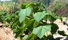 PAVLONYA (Paulownia) FİDANI - ÇİN KAVAĞI FİDANI