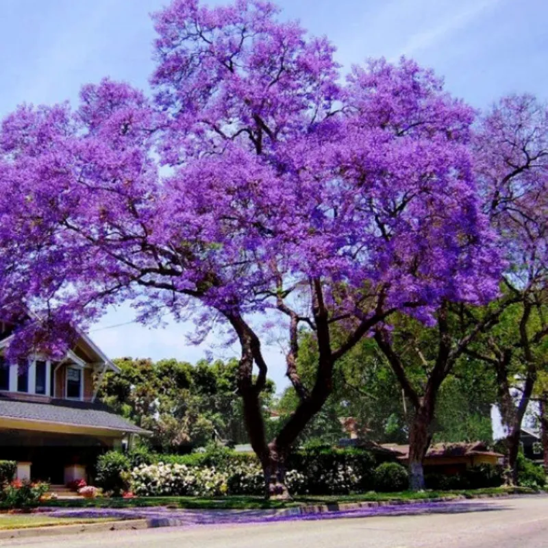 PAVLONYA (Paulownia) FİDANI - ÇİN KAVAĞI FİDANI