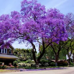 PAVLONYA (Paulownia) FİDANI - ÇİN KAVAĞI