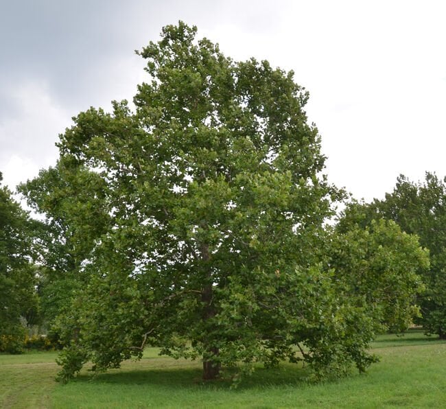PLATANUS OCCİDENTALİS BATI ÇINARI FİDANI