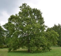 PLATANUS OCCİDENTALİS BATI ÇINARI FİDANI