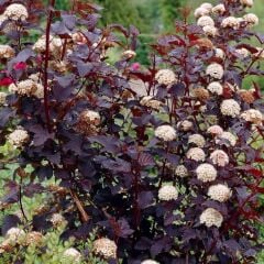 DİABOLO ATLANTİK YILDIZI PHYSOCARPUS FİDANI