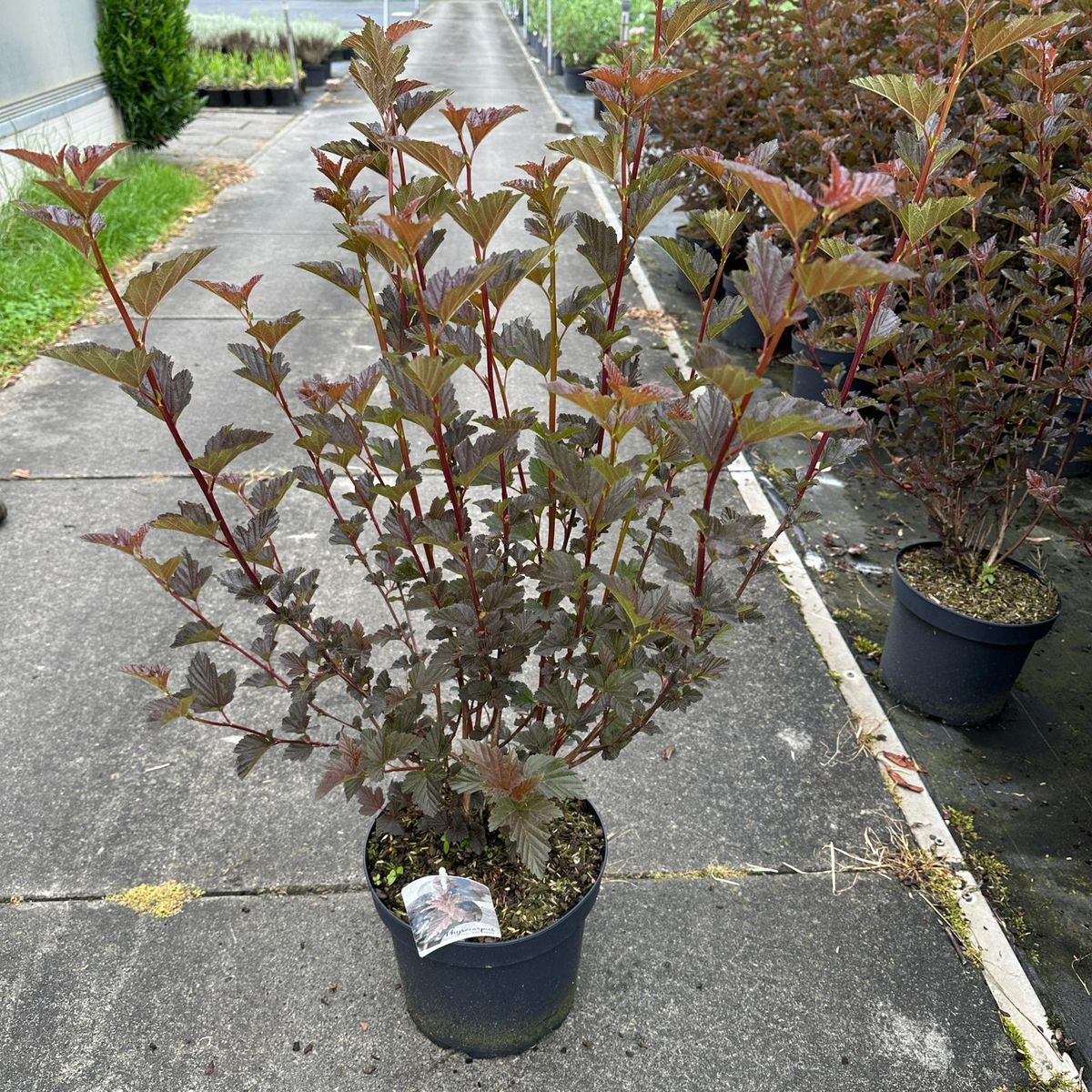RED BARON ATLANTİK YILDIZI PHYSOCARPUS FİDANI