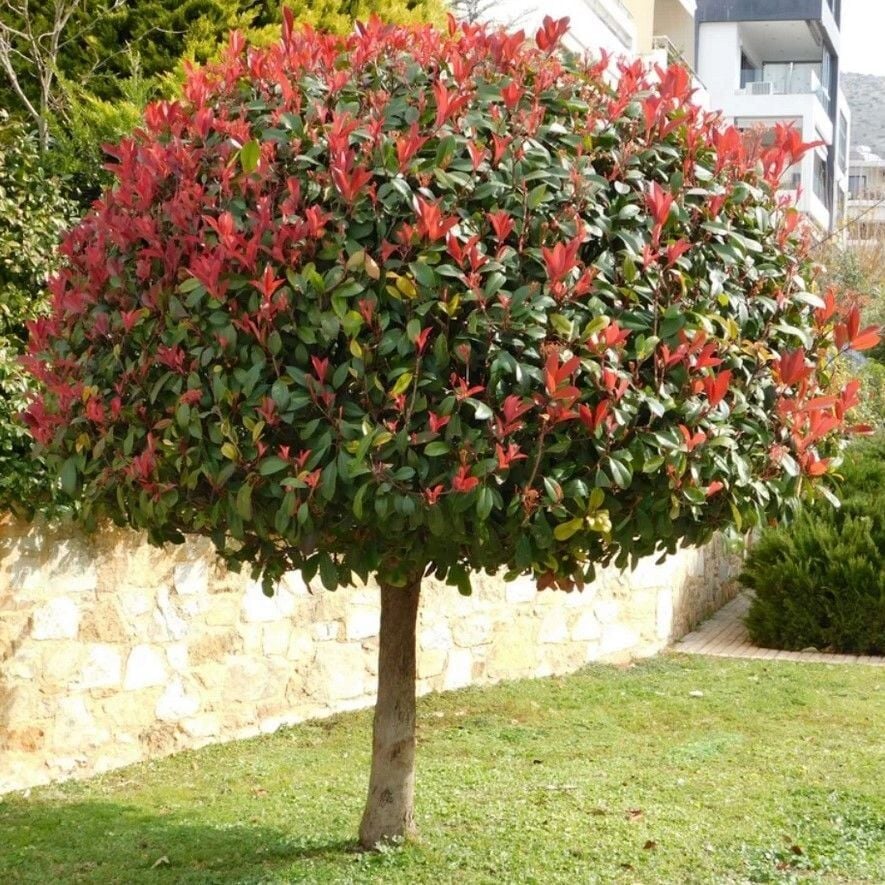 PHOTİNİA ALEV AĞACI FİDANI