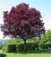 PRUNUS VİRGİNİANA SCHUBERT KIRMIZI YAPRAKLI SÜS KİRAZI AĞACI FİDANI