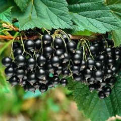 ROZENTAL SİYAH MEYVE FRENK ÜZÜMÜ FİDANI