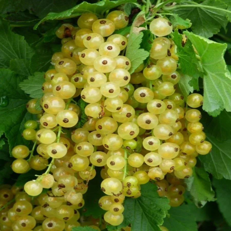 SİTAVİA SARI MEYVE FRENK ÜZÜMÜ FİDANI