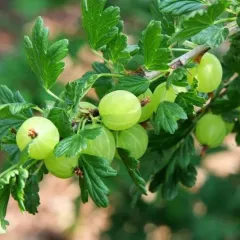 HİNNONMAKİ GREEN YEŞİL MEYVE BEKTAŞİ ÜZÜMÜ FİDANI