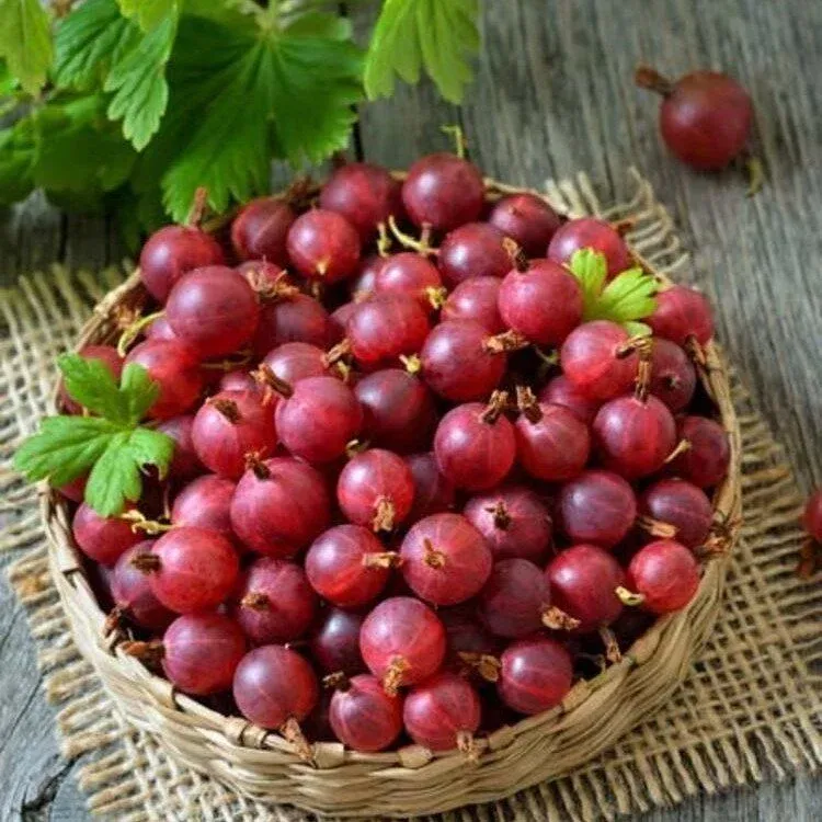 HİNNONMAKİ RED KIRMIZI MEYVE BEKTAŞİ ÜZÜMÜ FİDANI