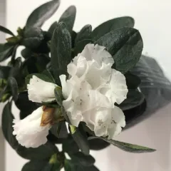 MAİ SCHNEE BEYAZ ÇİÇEK AÇELYA FİDANI
