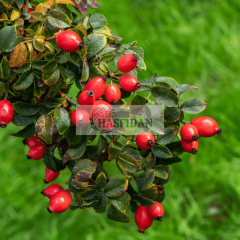 Dikensiz Kuşburnu Fidanı (Rosa Canina)