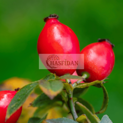 Dikensiz Kuşburnu Fidanı (Rosa Canina)