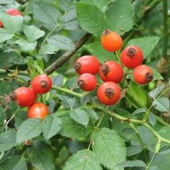 ROSA CANİNA DİKENSİZ KUŞBURNU FİDANI