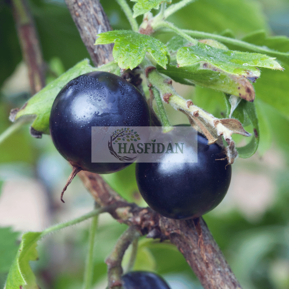 Siyah Meyveli Kuşburnu Fidanı (Pimpinellifolia)