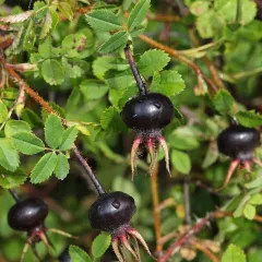 Siyah Meyveli Kuşburnu Fidanı (Pimpinellifolia)