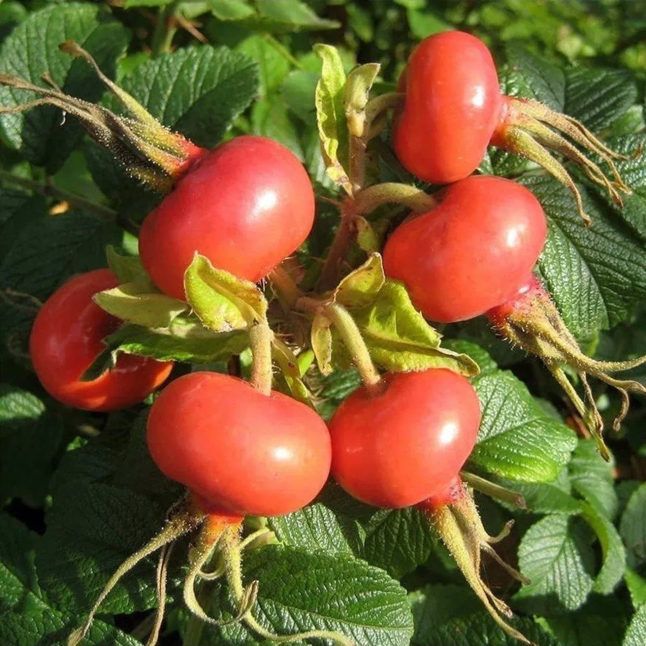 RUGOSA KIRMIZI YUVARLAK MEYVE KUŞBURNU FİDANI