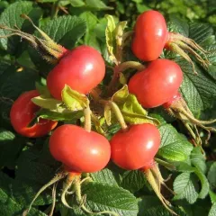 Yuvarlak Meyve Kuşburnu Fidanı (Rugosa)