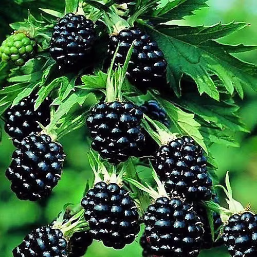 CHESTER BÖĞÜRTLEN FİDANI