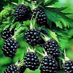 CHESTER BÖĞÜRTLEN FİDANI