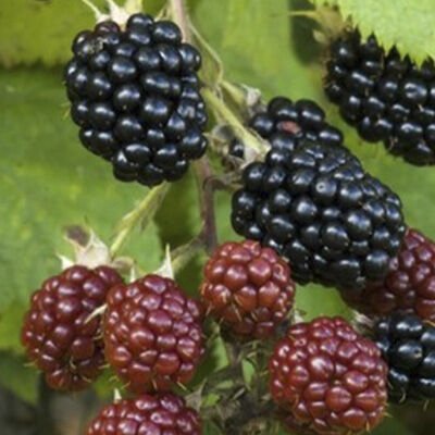 DİDO BÖĞÜRTLEN FİDANI