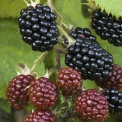 DİDO BÖĞÜRTLEN FİDANI