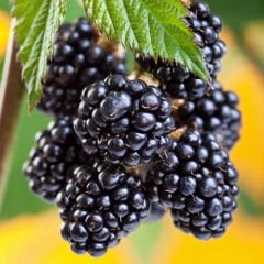 JUMBO BÖĞÜRTLEN FİDANI