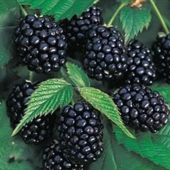 NAVAHO BÖĞÜRTLEN FİDANI