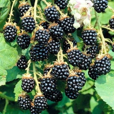 BLACK JEWEL AHUDUDU FİDANI