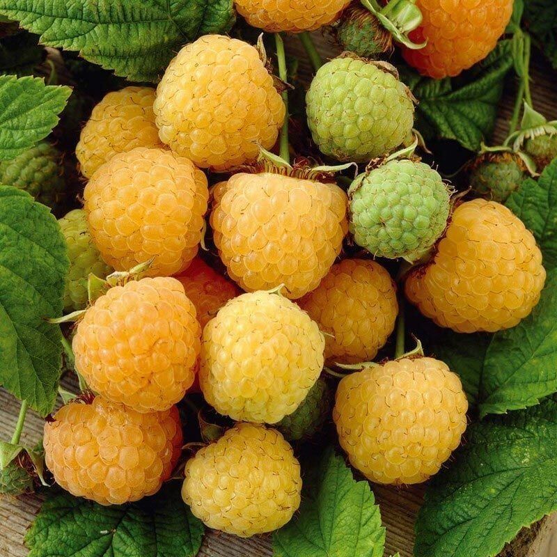 FALL GOLD AHUDUDU FİDANI