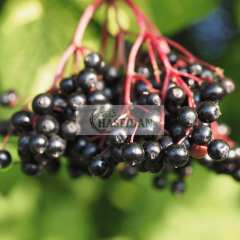 Kara Mürver (Nigra Haschberg) Fidanı