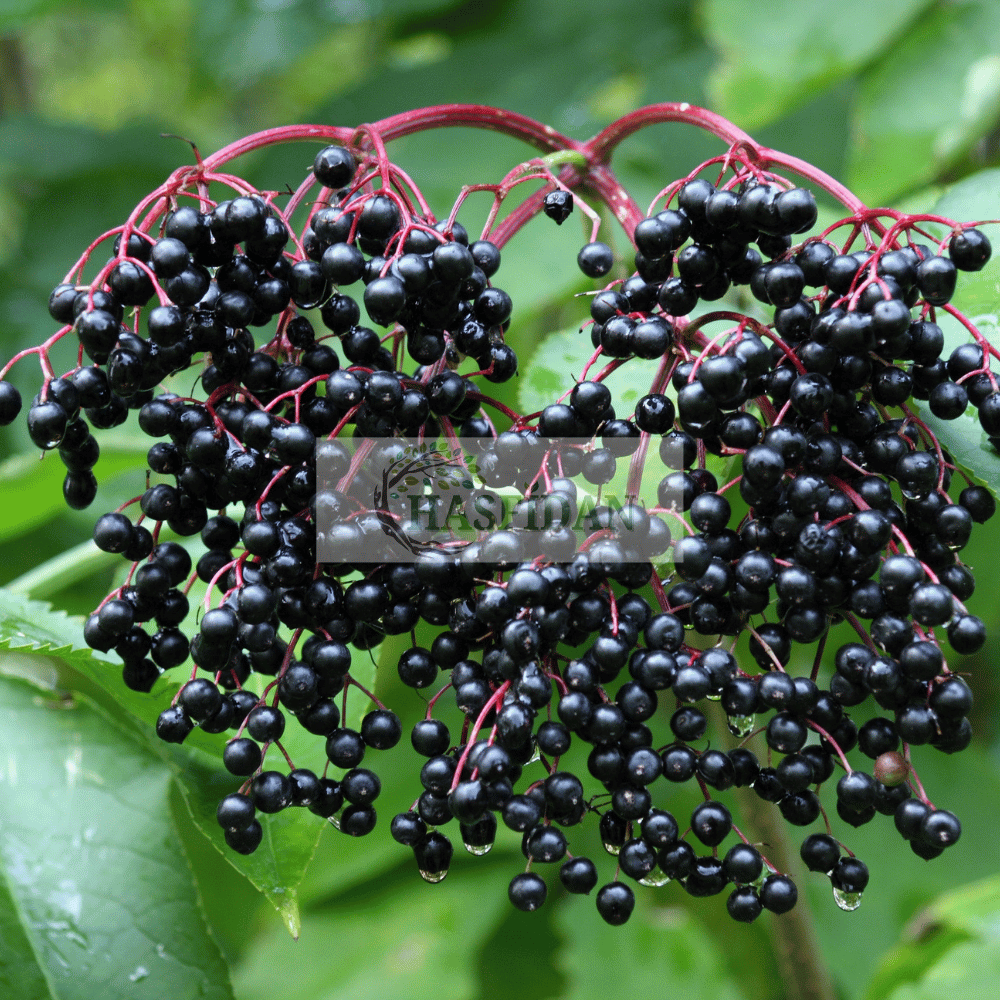 Kara Mürver (Nigra Haschberg) Fidanı