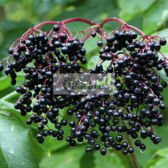 Kara Mürver (Nigra Haschberg) Fidanı