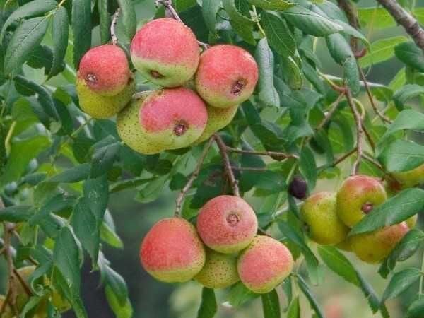SORBUS DOMESTİCA ÜVEZ FİDANI