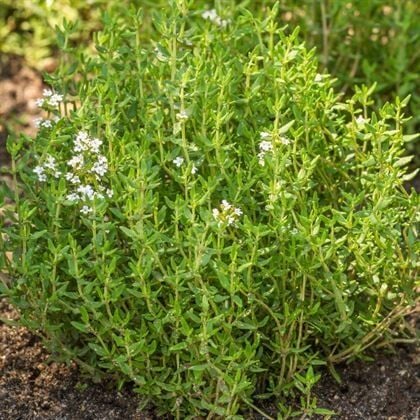 FAUSTİNİ YAYLACI KEKİK FİDANI