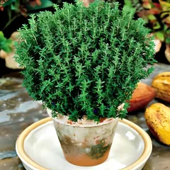 FREDO DİK KEKİK FİDANI