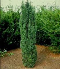 VİRİDİS PORSUK FİDANI