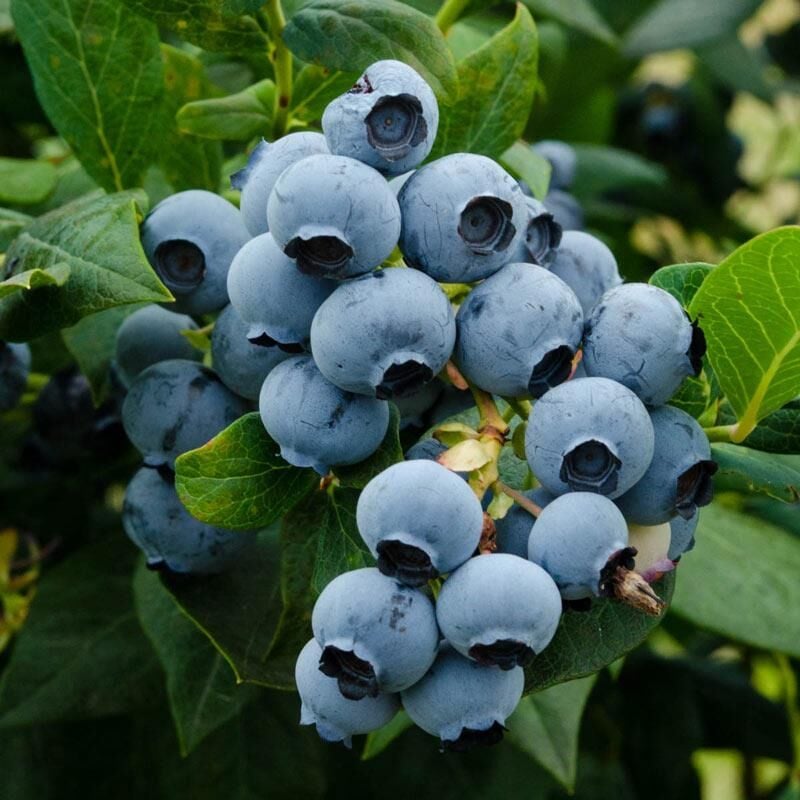 BRİGİTTA BLUE YABAN MERSİNİ FİDANI