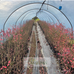 Duke Yaban Mersini Fidanı 3 Yaş Verime Hazır