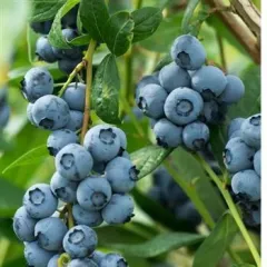 DUKE YABAN MERSİNİ FİDANI