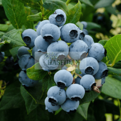 Duke Yaban Mersini Fidanı 3 Yaş Verime Hazır