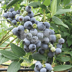 Duke Yaban Mersini Fidanı 3 Yaş Verime Hazır