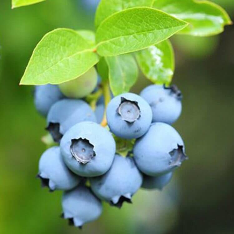 PATRİOT YABAN MERSİNİ FİDANI