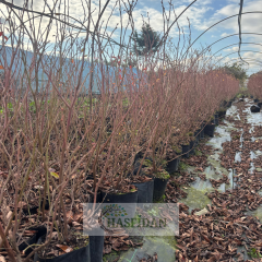 Legacy Yaban Mersini Fidanı 3 Yaş Verime Hazır