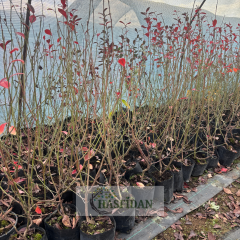 Legacy Yaban Mersini Fidanı 3 Yaş Verime Hazır