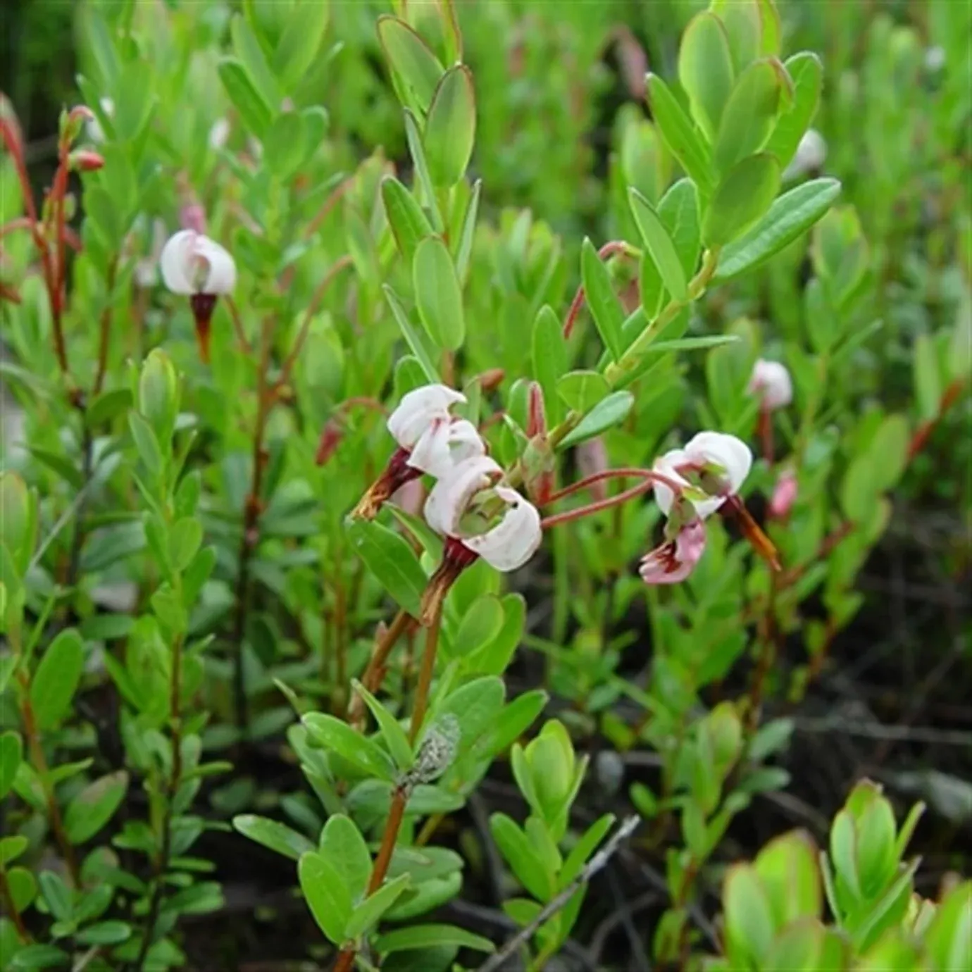 BEN LEAR TURNA YEMİŞİ FİDANI