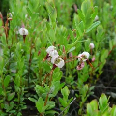 BEN LEAR TURNA YEMİŞİ FİDANI