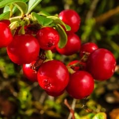 RED PEARL KEKREYEMİŞ FİDANI