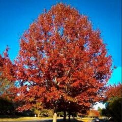 QUERCUS RUBRA AMERİKAN MEŞESİ FİDANI