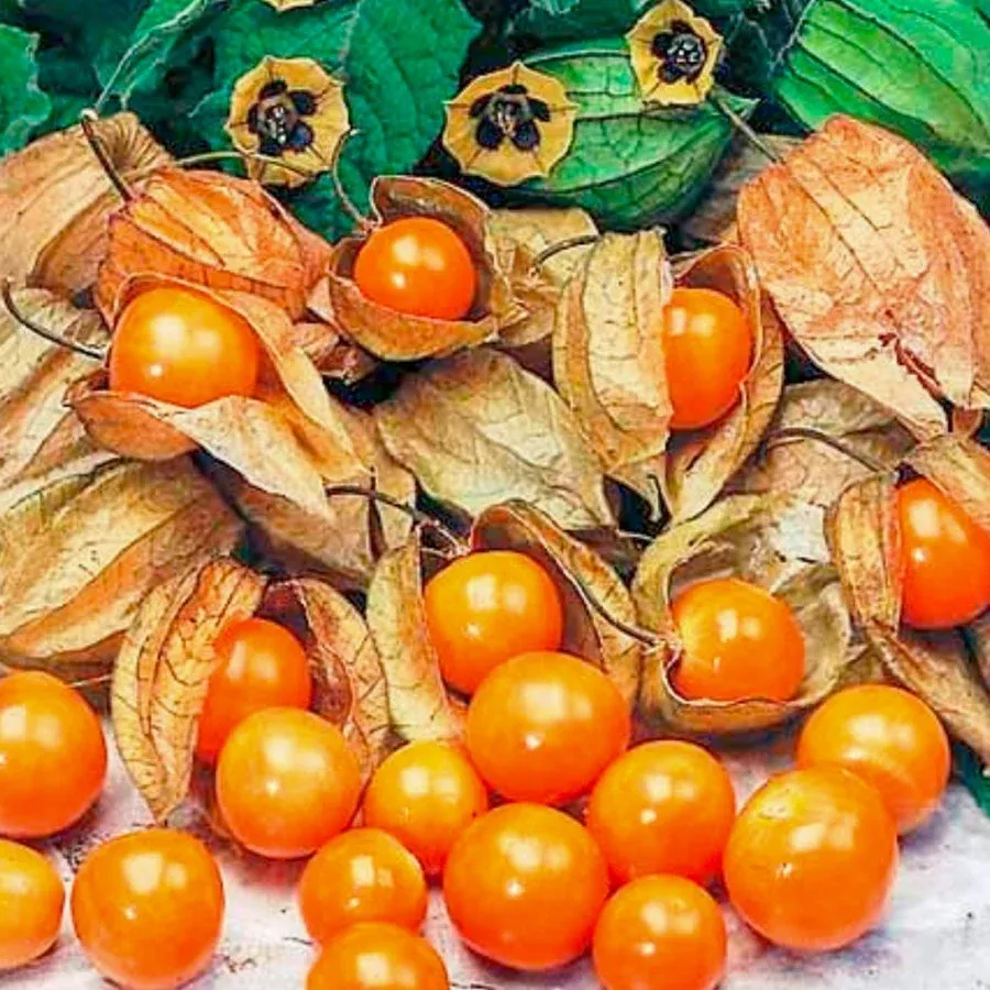 ALTIN ÇİLEK (Goldenberry) FİDANI